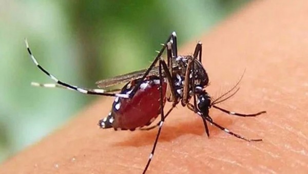 ডেঙ্গু আক্রান্ত রোগী ৭ হাজার ছাড়াল