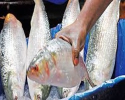 ২২ দিনের নিষেধাজ্ঞা শেষ, ক্ষতি পুষিয়ে নেওয়ার আশা জেলেদের