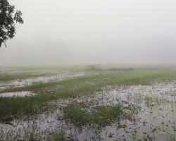 প্রকৃতিতে শীতের আগমনী বার্তা, উত্তরাঞ্চলে কুয়াশার আভাস