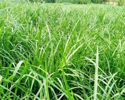 সুনামগঞ্জে ১১৭ কোটি টাকার ঘাস চাষ প্রকল্প শুধু কাগজে-কলমে