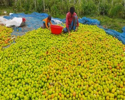 সাতক্ষীরায় টমেটোর বাম্পার ফলন