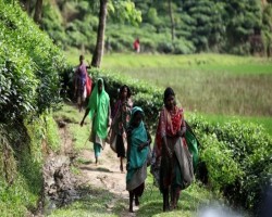 ভোটের আগের প্রতিশ্রুতির বাস্তবায়ন কম, তবু পরিবর্তনের প্রত্যাশায় চা-শ্রমিকরা