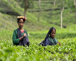 স্বস্তির বৃষ্টিতে জেগে উঠল চায়ের রাজধানী