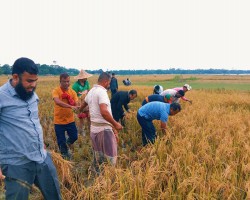বরাম হাওরে কাস্তে হাতে ইউএনও: দুই অসহায় কৃষকের মুখে ফুটলো হাসি