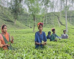ওষুধ সংকটে মাধবপুরের চা বাগানের যক্ষ্মারোগীরা